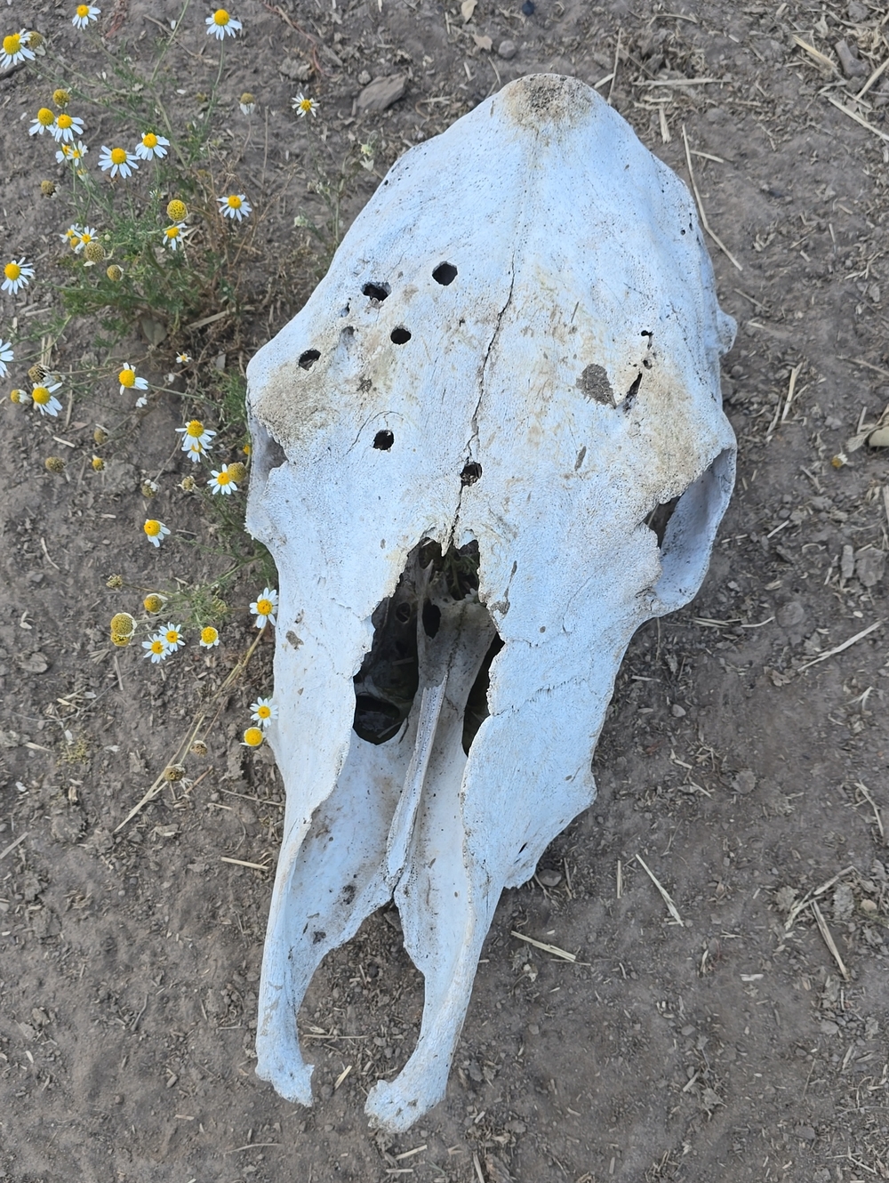 Natural Bleached Animal Skull - Rustic White Decorative Accent
